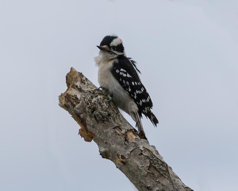 Downy Woodpecker #2 Photograph by Holden The Moment