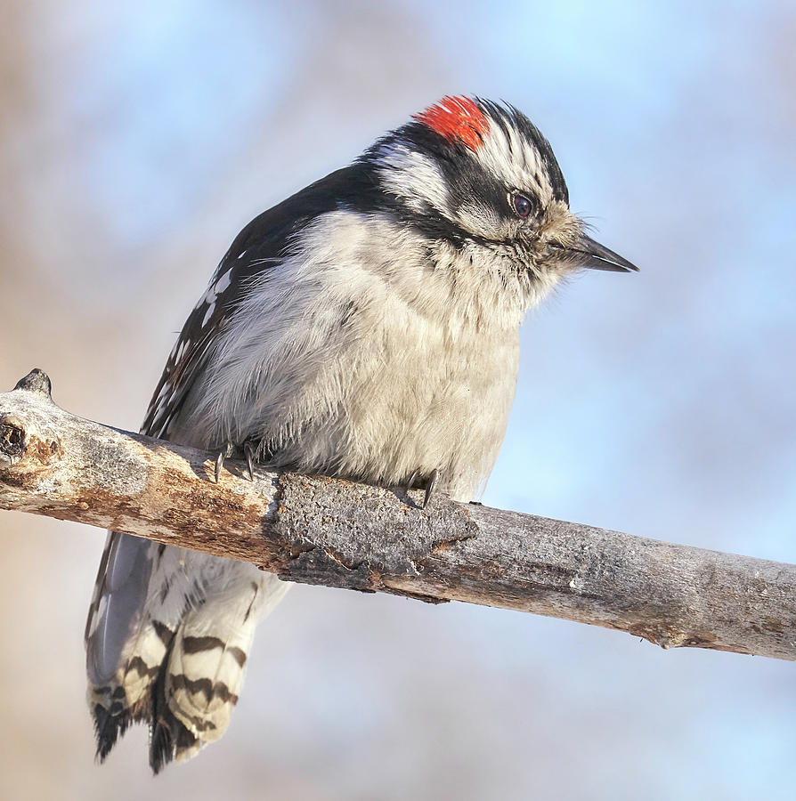 Downy Woodpecker on a cold day in Minnesota Photograph by Jim Hughes