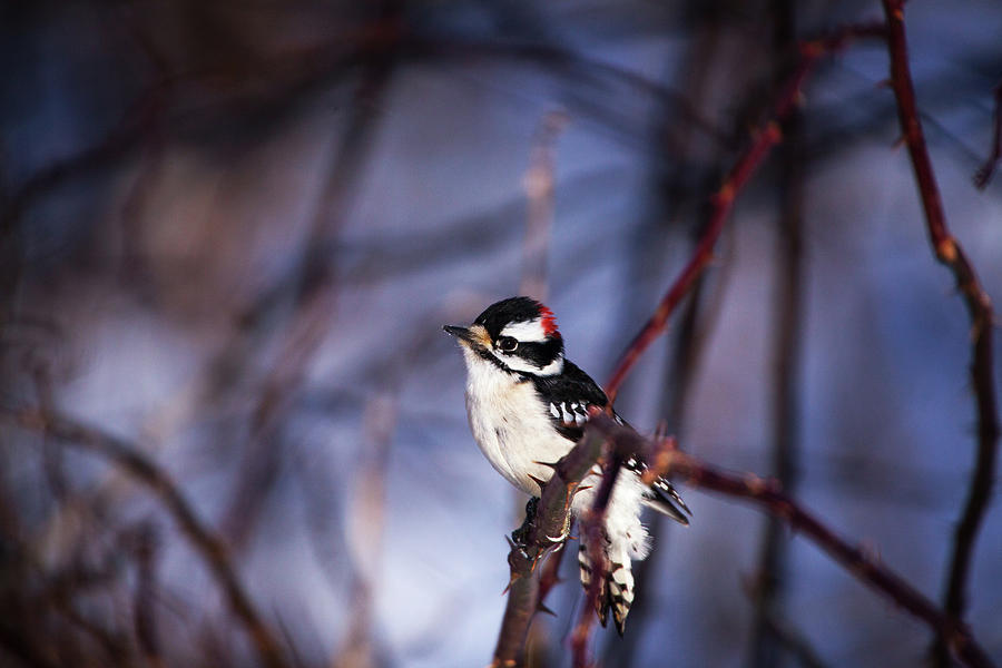 Woodpecker Photograph - Downy Woodpecker #1 by Karol Livote