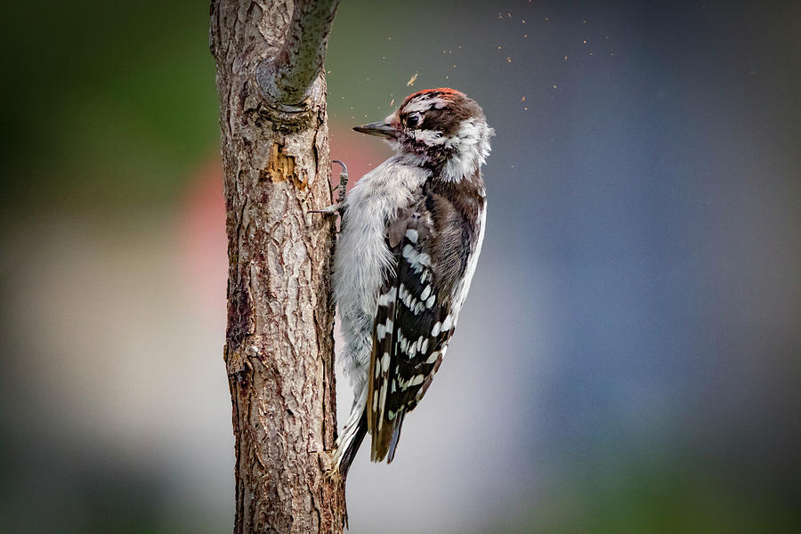 Downy Woodpecker #1 Photograph by Ray Congrove