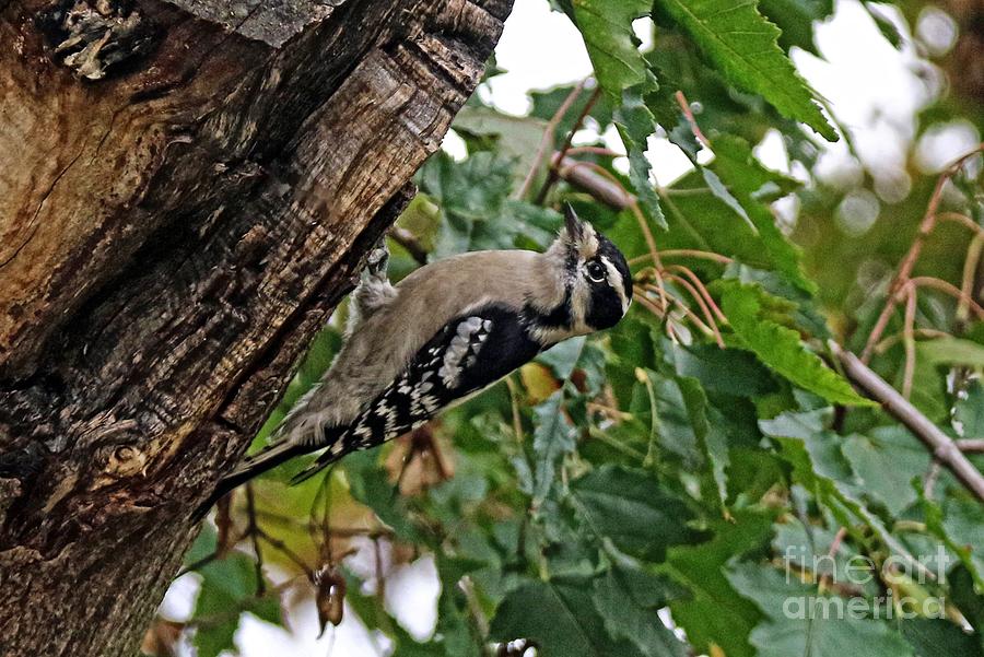 Downy Woodpecker  #1 Photograph by Yumi Johnson