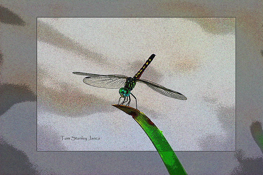 Dragon Fly On Aloe #1 Photograph by Tom Janca