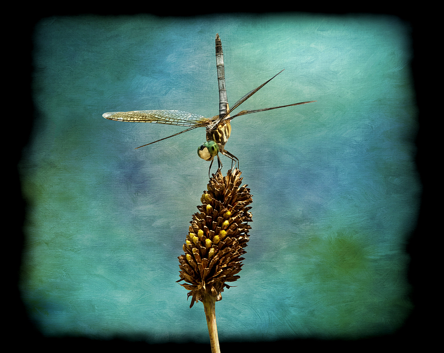 Insects Photograph - Dragon Fly #1 by Steven Michael