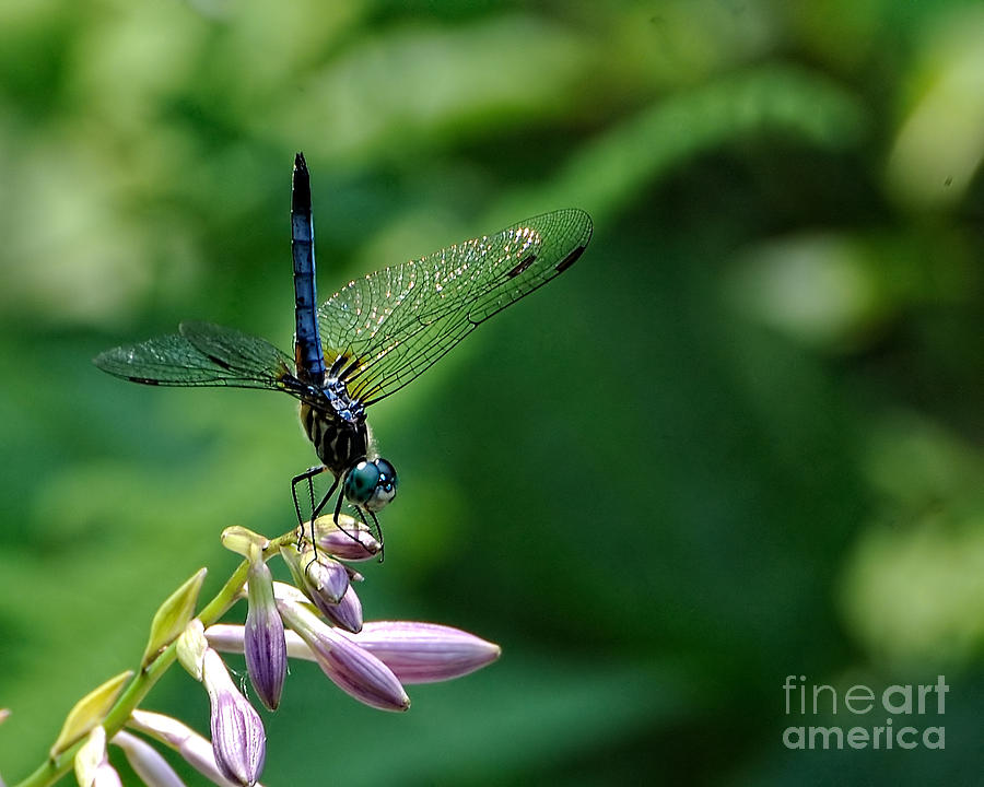 Dragonfly 2 #1 Photograph by Edward Sobuta