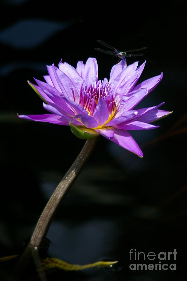 Dragonfly and Purple Lotus Waterlily #1 Photograph by Jackie Irwin
