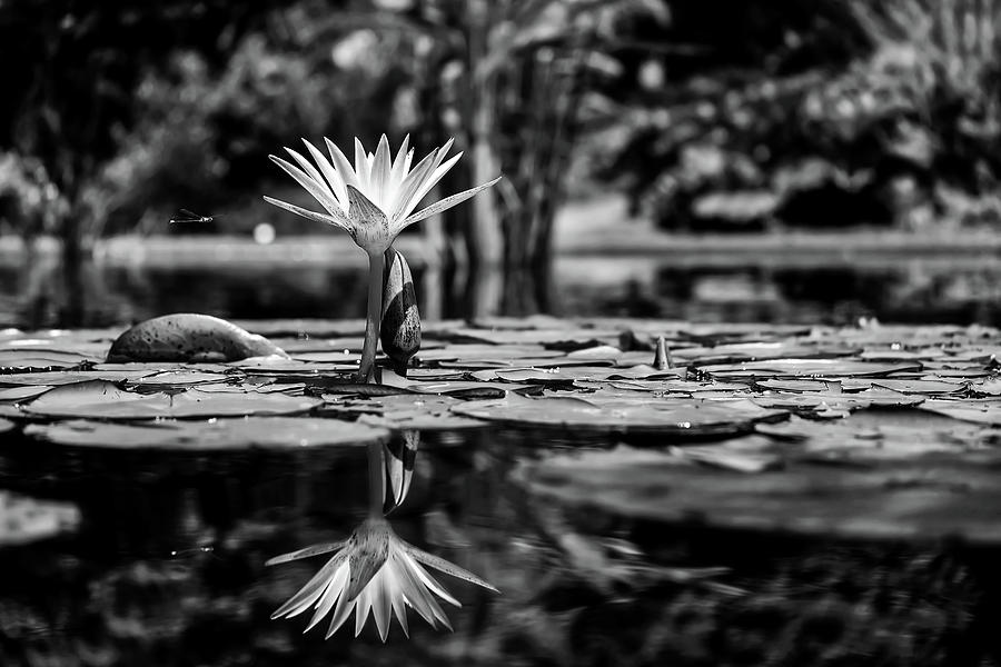 Dragonfly And Water Lily #1 Photograph by Mountain Dreams