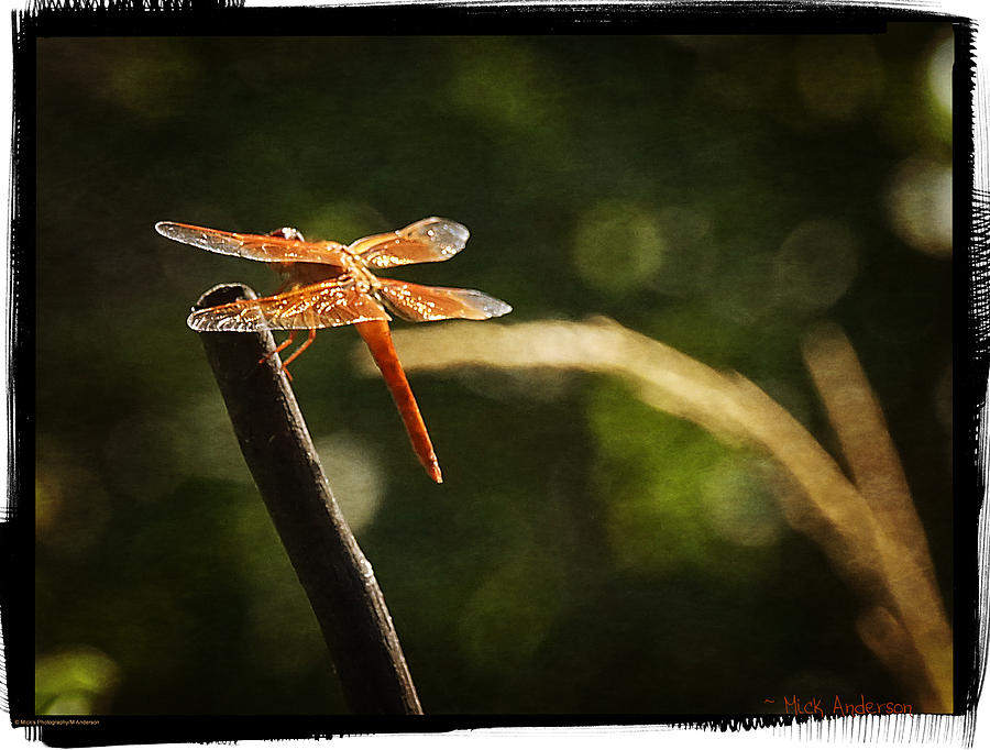 Dragonfly At Rest #1 Photograph by Mick Anderson