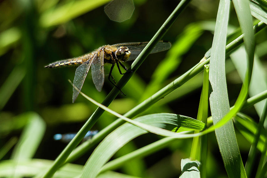 Dragonfly #1 Photograph by Benjamin Dahl