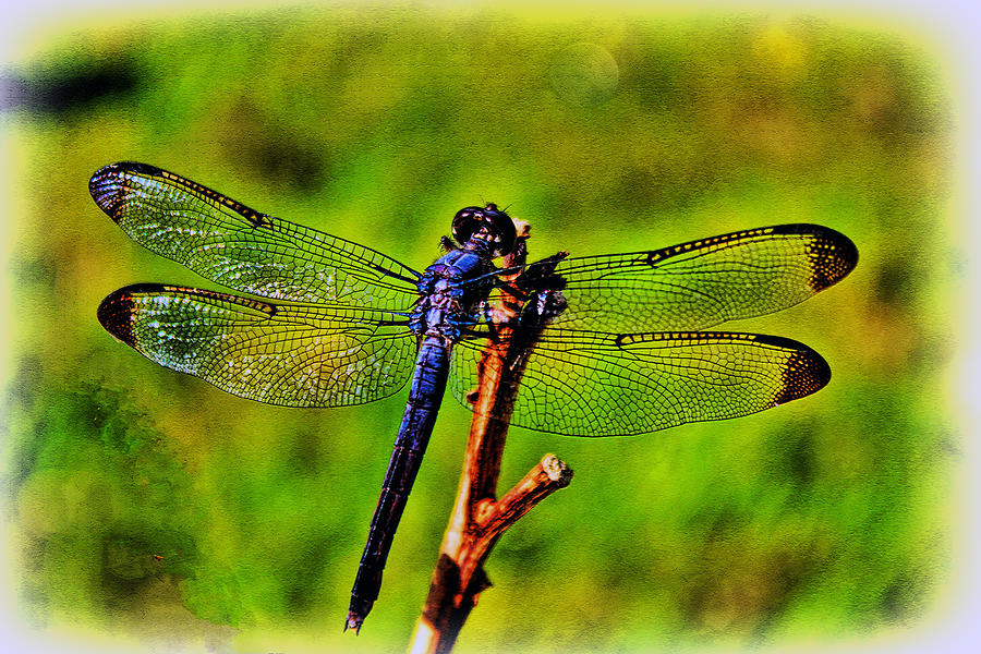 Dragonfly Blues #1 Photograph by Ola Allen