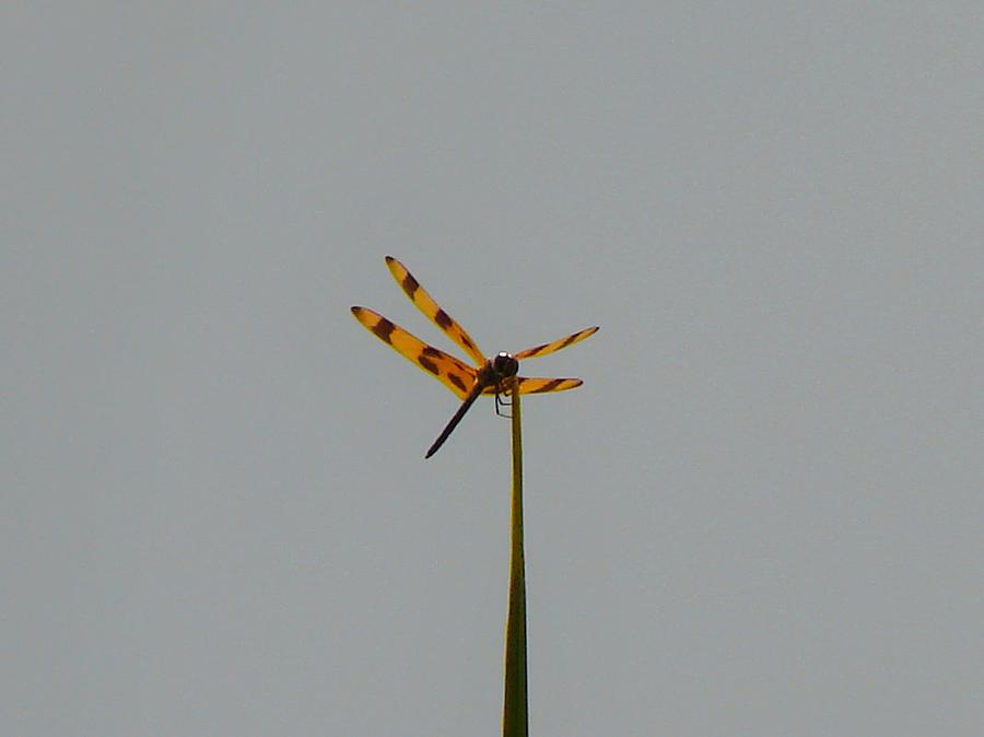 Dragonfly Photograph by Carl Moore