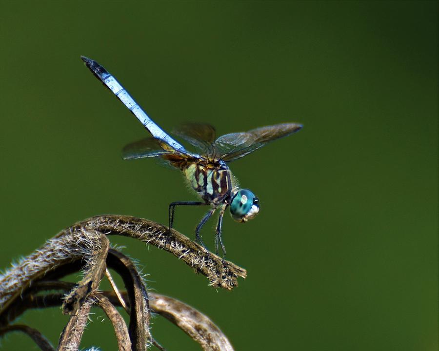 Insects Photograph - Dragonfly #1 by Chip Gilbert