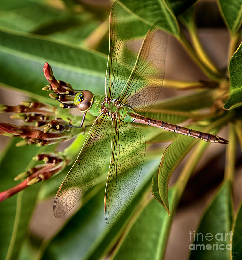Dragonfly #2 Photograph by David Millenheft