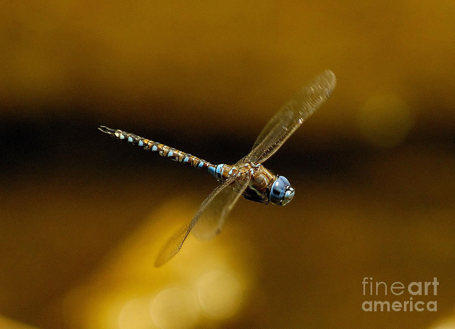 Dragonfly Flying #1 Photograph by Marc Bittan