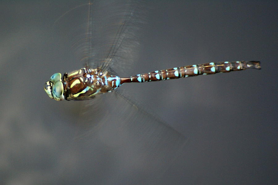 Dragonfly in Flight #1 Photograph by Ben Upham III