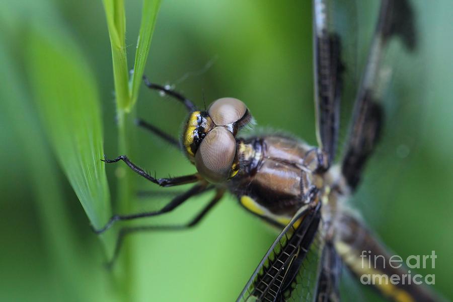 Dragonfly #1 Photograph by Jimmy Ostgard