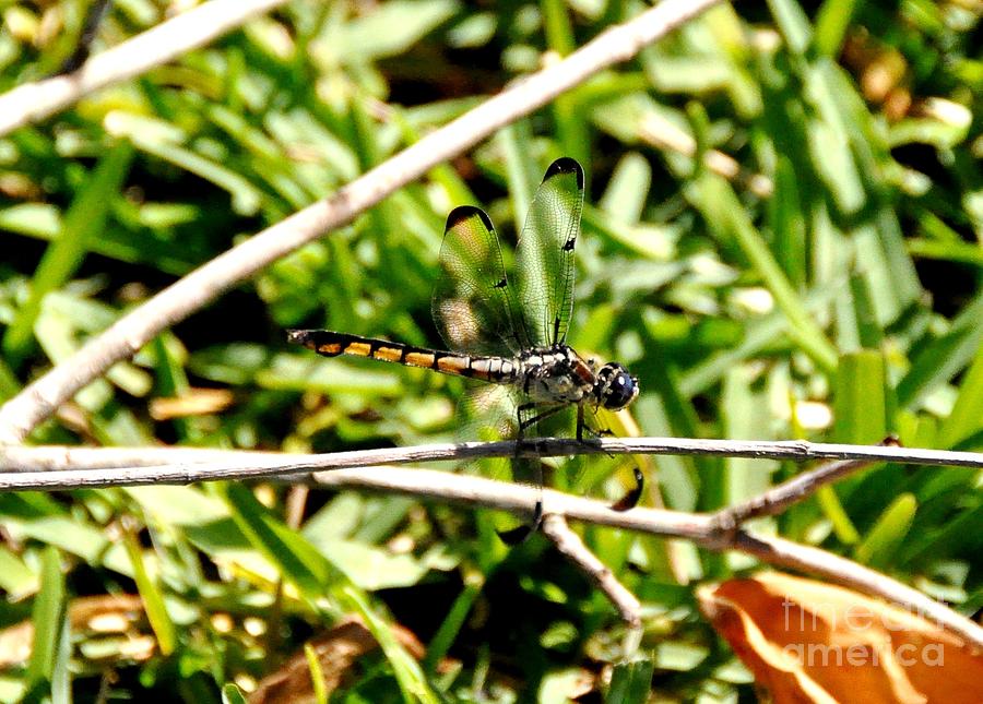 Dragonfly #1 Photograph by John Black