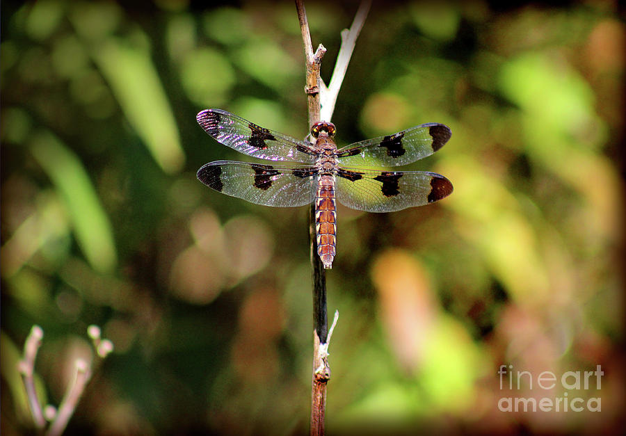 Dragonfly #1 Photograph by Karen Adams