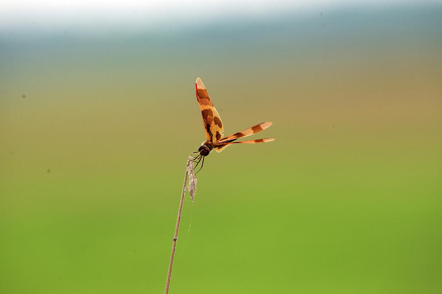 Nature Photograph - Dragonfly #1 by Linda Kerkau