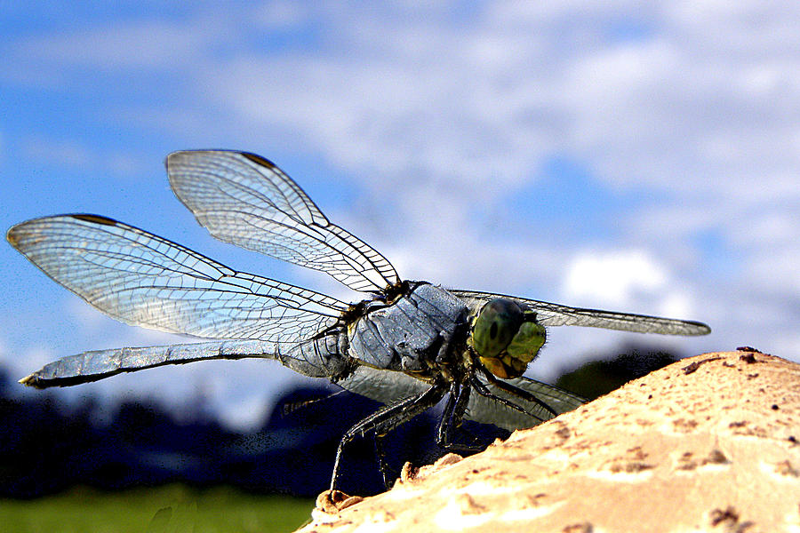 Dragonfly on a mushroom 001 #1 Photograph by Christopher Mercer