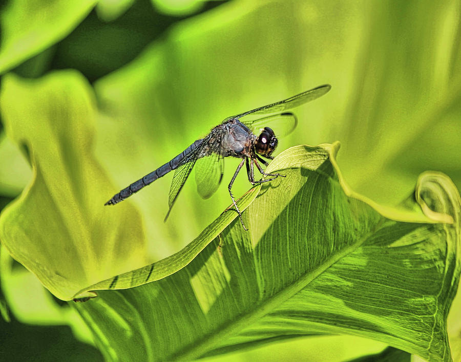 Dragonfly #2 Photograph by Pat Cook