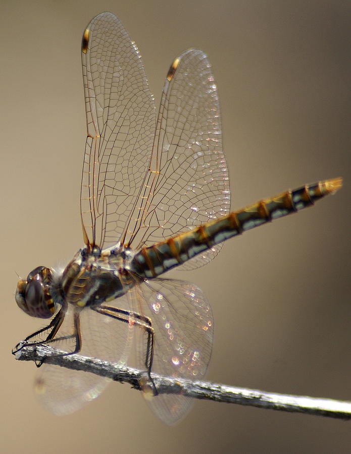 Dragonfly Resting #1 Photograph by Ben Upham III