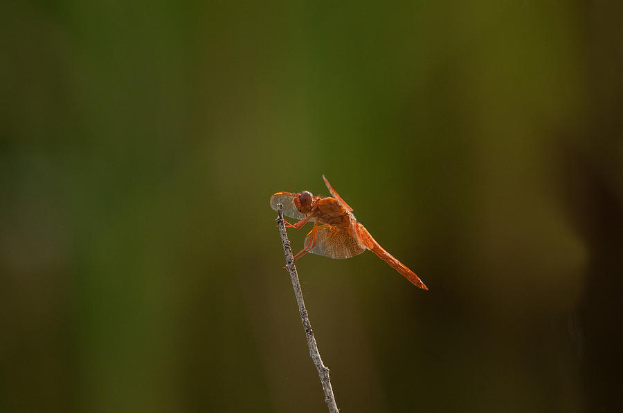 Dragonfly #1 Photograph by Tam Ryan