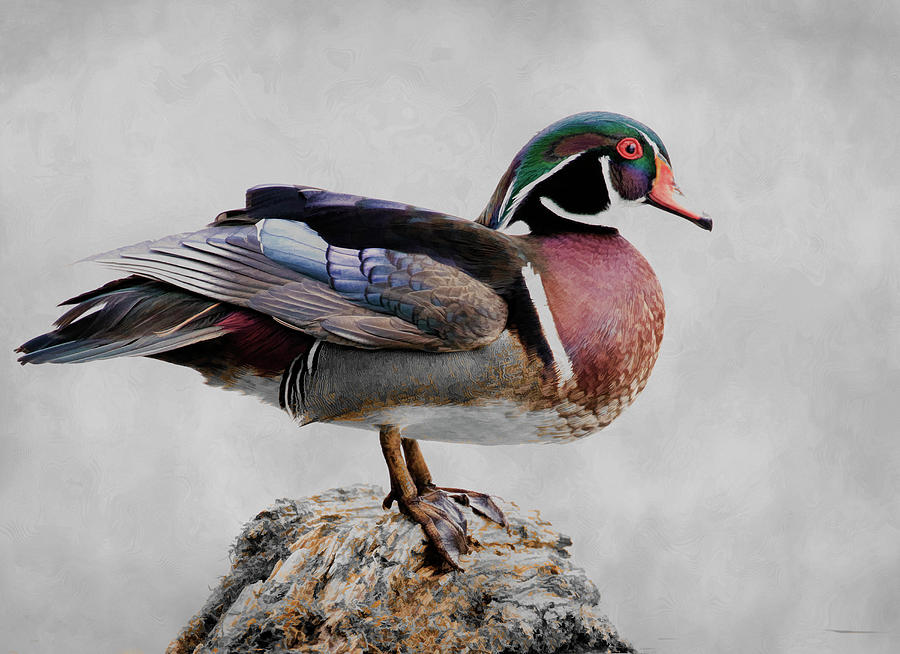 Drake Wood Duck  #1 Photograph by Steve McKinzie