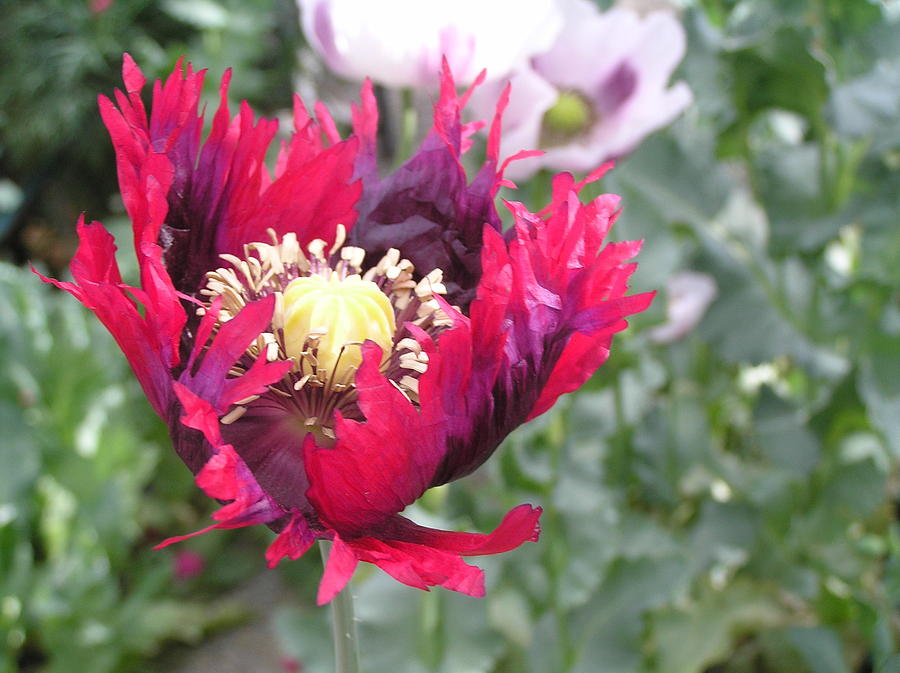 Drama Queen Poppy Photograph by Helen Penwill - Fine Art America