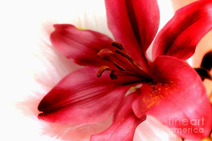 Dreaming of Beauty by Clare Bevan Dreaming of Beauty by Clare Bevan