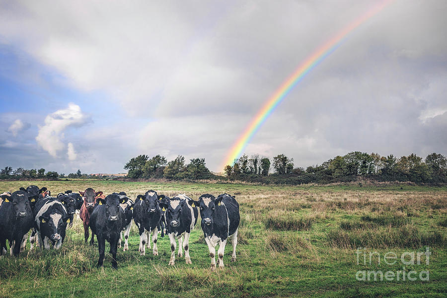 Cow Photograph - Dreamsville #1 by Evelina Kremsdorf