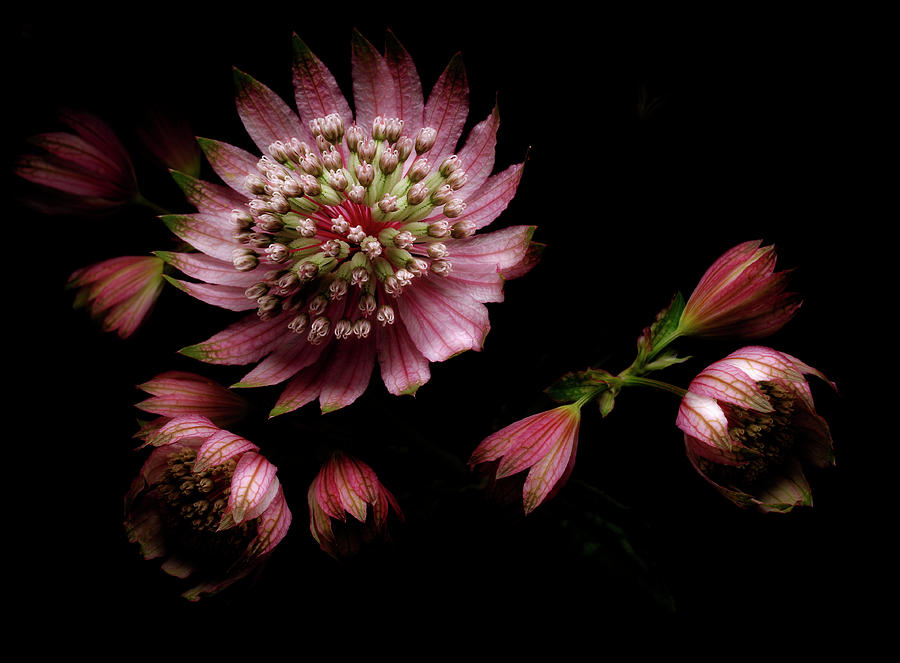 Dreamy #71 by Alexander Svetlov Dreamy #71 by Alexander Svetlov
