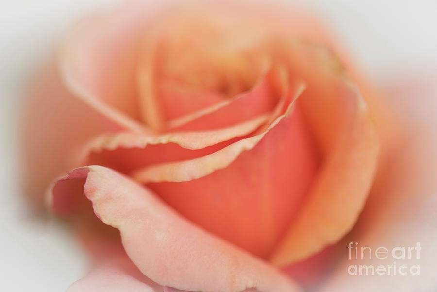 Rose-dreamy Photograph