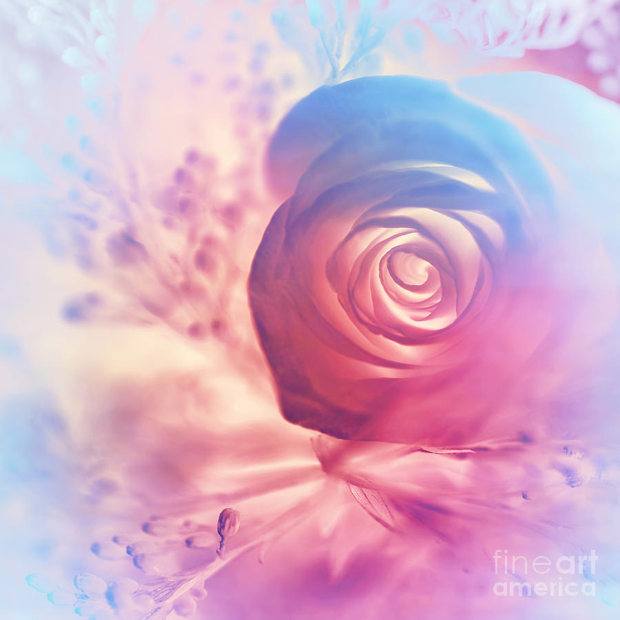 Dreamy rose background Photograph by Anna Om - Fine Art America