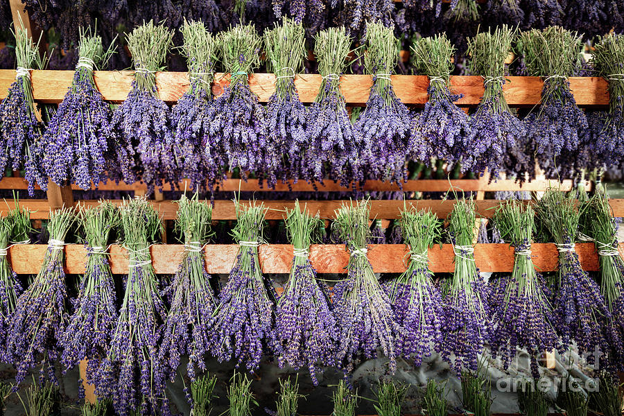 Dried bunches of lavender hanging on wooden ladders #1 Photograph by Michal Bednarek