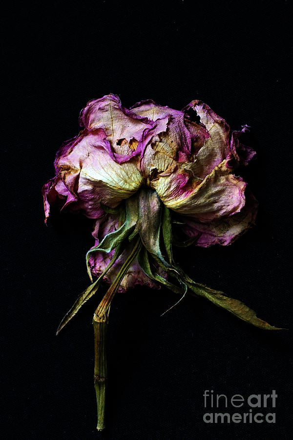 Dried flower potpourri  #1 Photograph by Vladi Alon