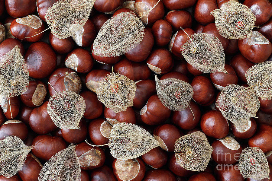 Dried Fruits of the Cape Gooseberry and Chestnuts #1 Photograph by Michal Boubin