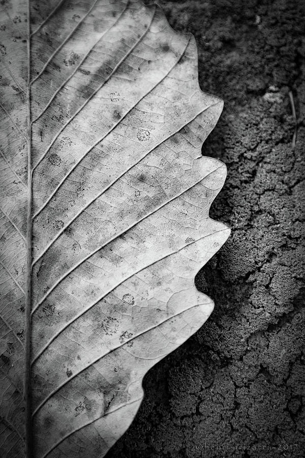 Dried Leaf #1 Photograph by Henri Irizarri