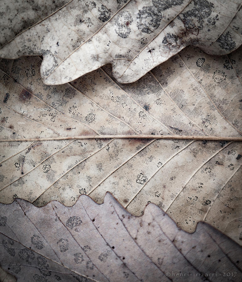 Dried Leaves #1 Photograph by Henri Irizarri