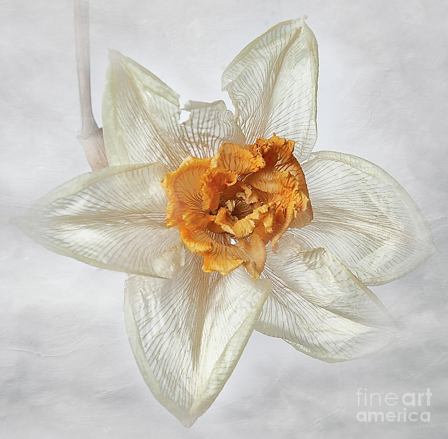 Dried Narcissus Photograph by Ann Jacobson