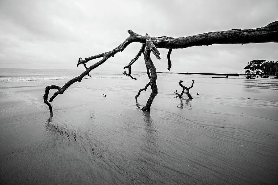 Drift Wood On Hunting Island South Carolina #1 Photograph by Alex Grichenko