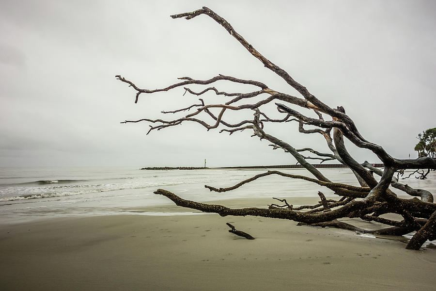 Drift Wood On Hunting Island South Carolina #1 Photograph by Alex Grichenko