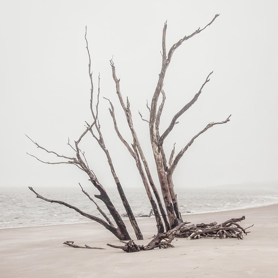 Driftwood In High Key Photograph By Andrew Wilson