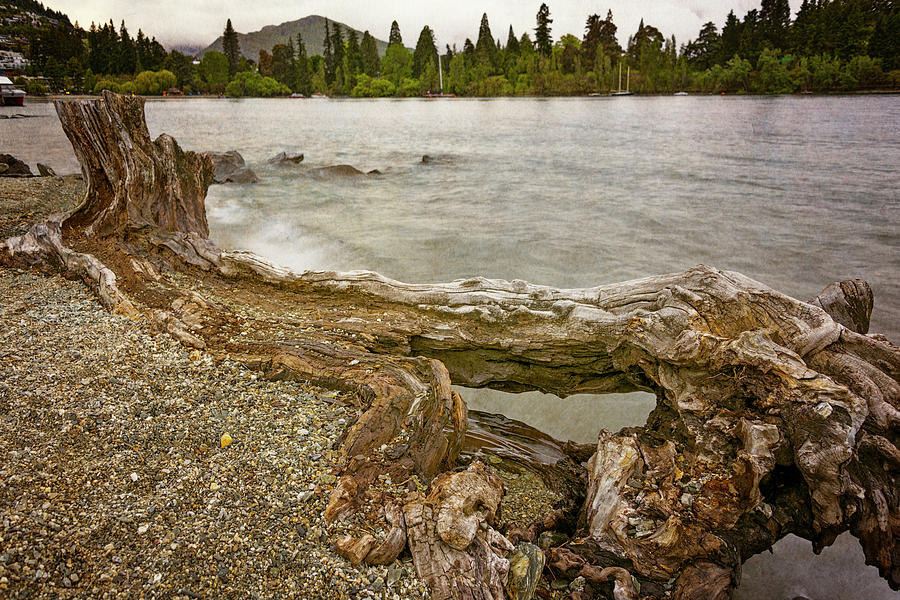 Lakeside Driftwood Photograph by Joan Carroll