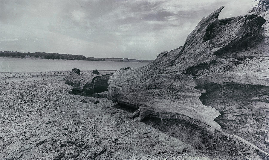 Driftwood Photograph