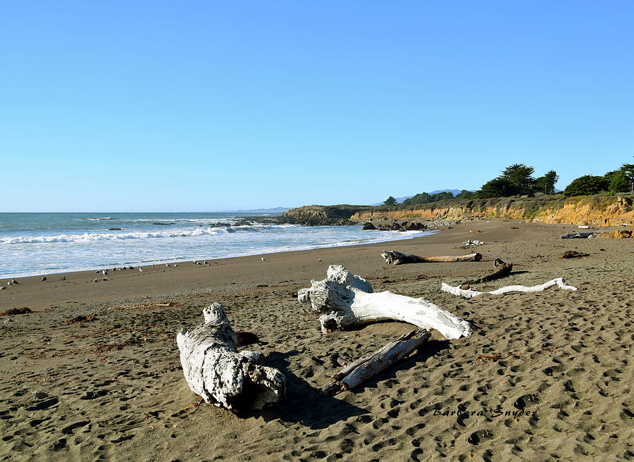 Driftwood on Moonstone Beach #1 Photograph by Barbara Snyder