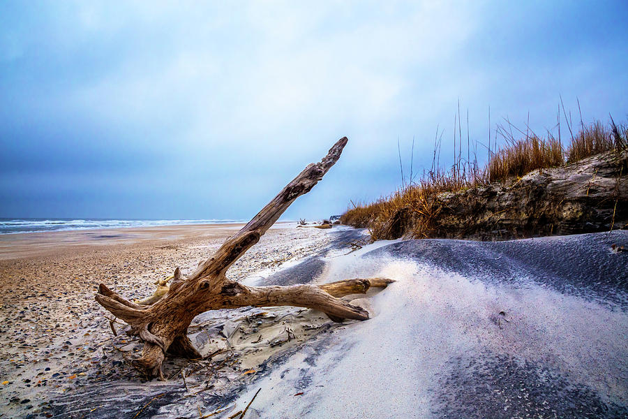 Driftwood on the Dunes #1 Photograph by Debra and Dave Vanderlaan