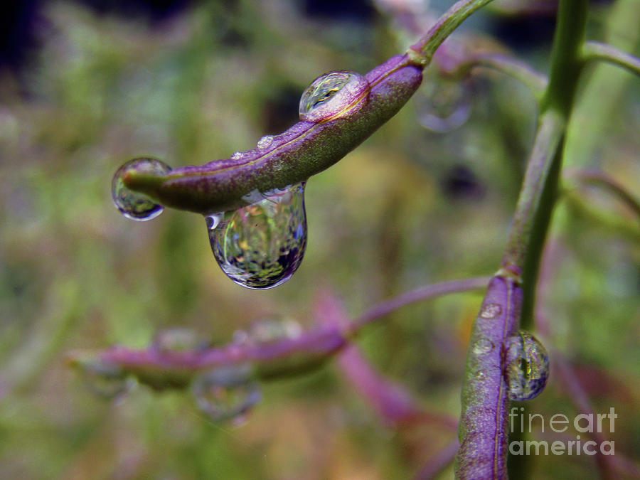 Drip Drops Photograph by Kim Tran