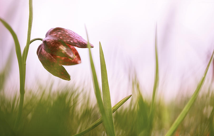 drooping Tulip a meadow springflower #1 Photograph by Dirk Ercken