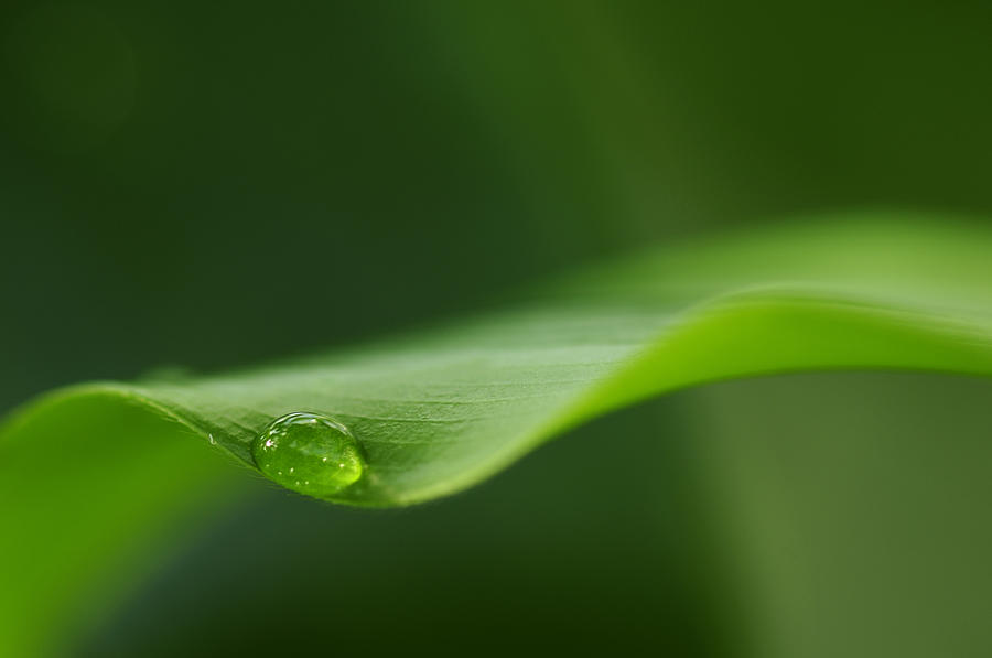 Nature Photograph - Drop of water #1 by Silke Magino