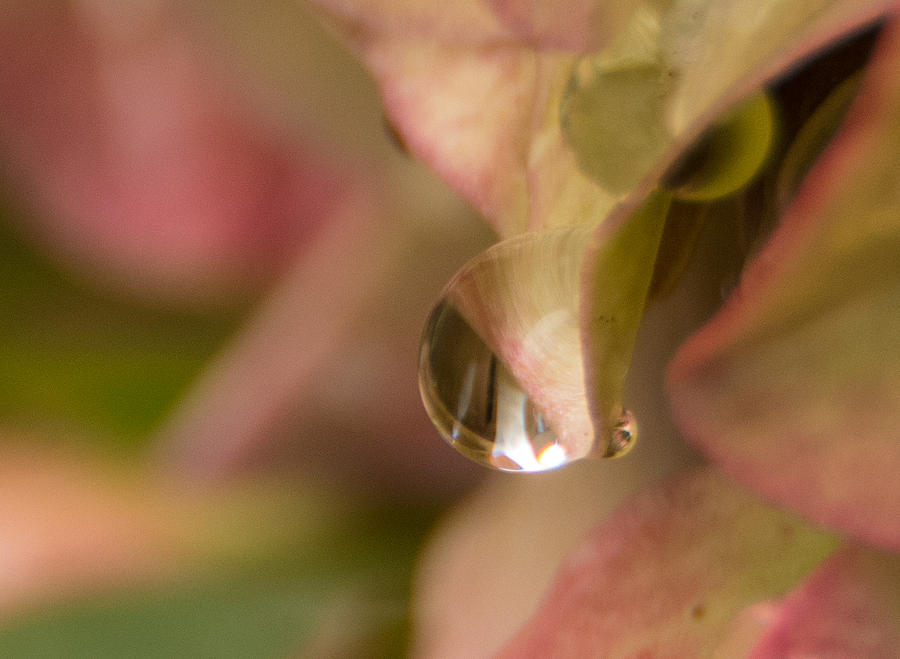Water Droplet Photograph by Marilyn Wilson